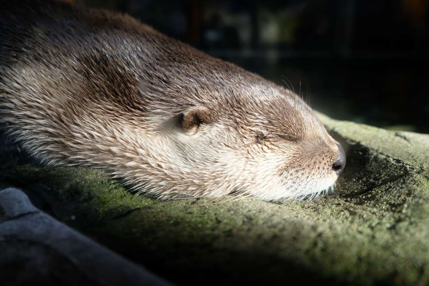 otter